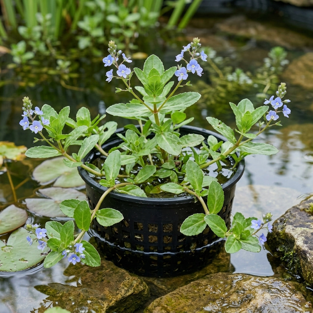 3 Litre Brooklime Pond Plant – Veronica Beccabunga, 20cm Height