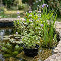 1 Litre Pennyroyal Pond Plant – Mentha Pulegium, 90cm Height