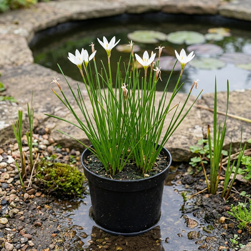 1 Litre Zephyranthes Candida White Pond Plant, 25cm Height