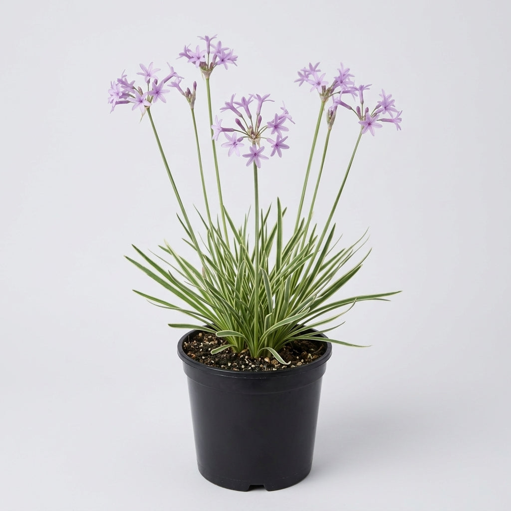 1 Litre Tulbaghia Violacea Variegated Society Garlic Plant (view 2)