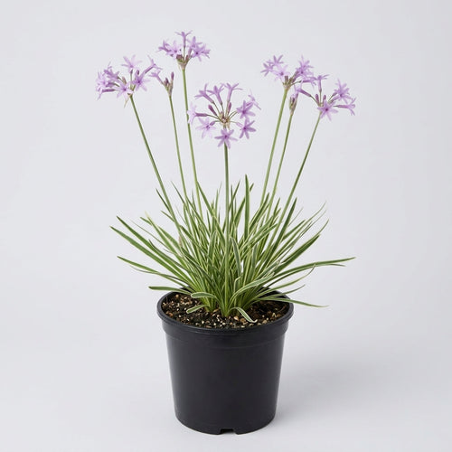 1 Litre Tulbaghia Violacea Variegated Society Garlic Plant (view 2)