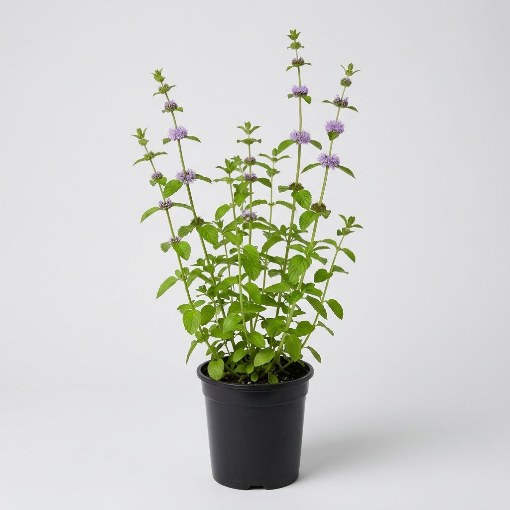 1 Litre Pennyroyal Pond Plant – Mentha Pulegium, 90cm Height (view 2)