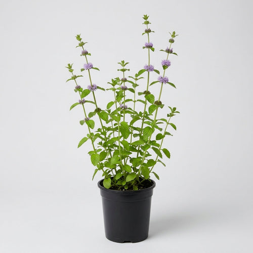 1 Litre Pennyroyal Pond Plant – Mentha Pulegium, 90cm Height (view 2)