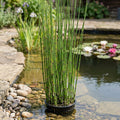 9cm Equisetum Hyemale Pond Plant – 120cm Height, 45cm+ Spread