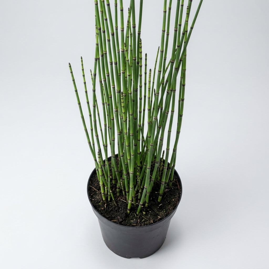 1 Litre Equisetum Hyemale Pond Plant – Up to 120cm Height (view 2)