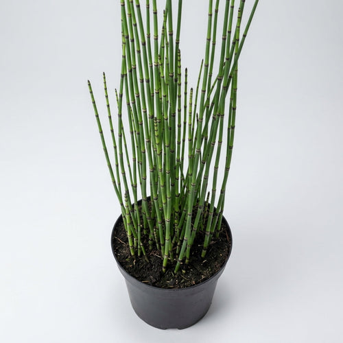 1 Litre Equisetum Hyemale Pond Plant – Up to 120cm Height (view 2)