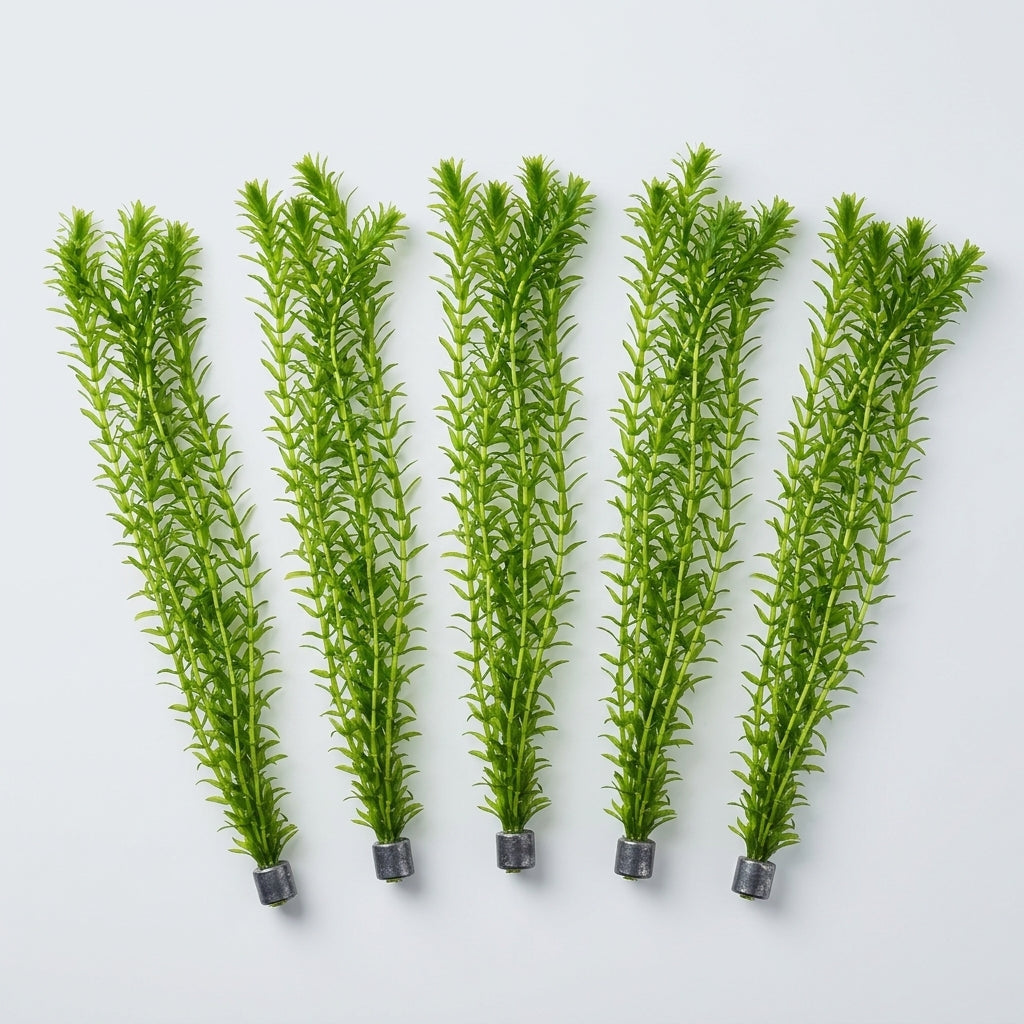 5 Bunches Elodea Densa Pond Oxygenating Plant – 25 Stems, Weighted (view 2)