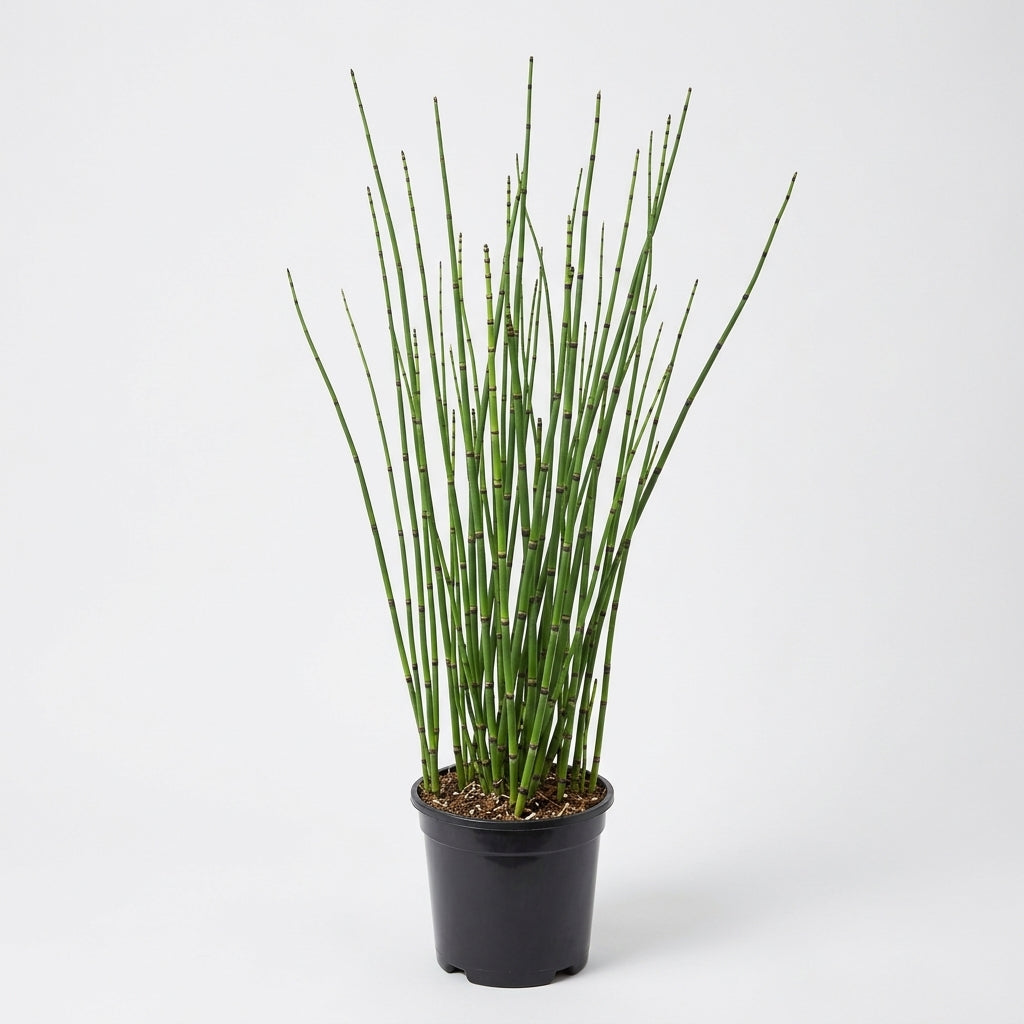 9cm Equisetum Hyemale Pond Plant – 120cm Height, 45cm+ Spread (view 2)