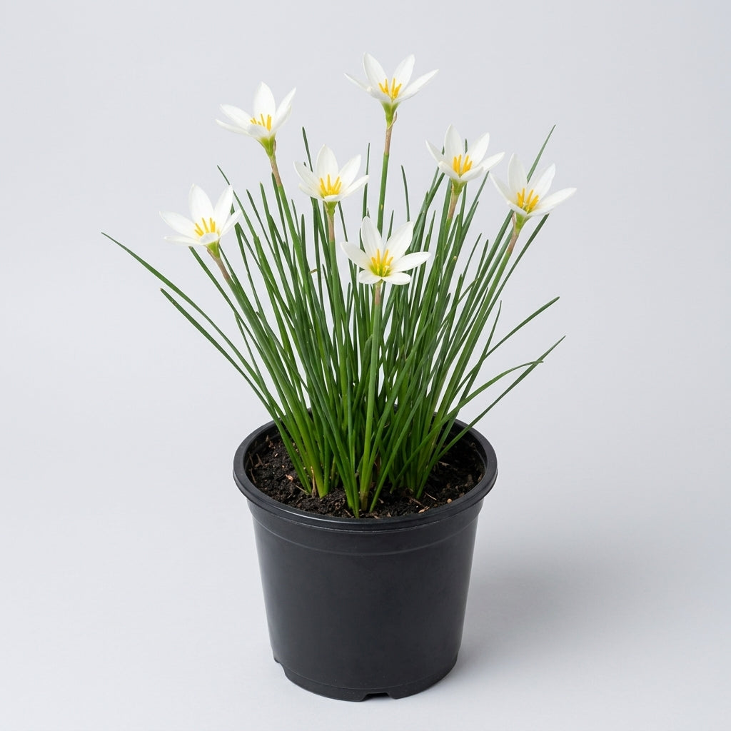 1 Litre Zephyranthes Candida White Pond Plant, 25cm Height (view 2)