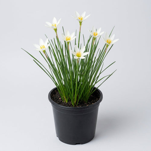 1 Litre Zephyranthes Candida White Pond Plant, 25cm Height (view 2)
