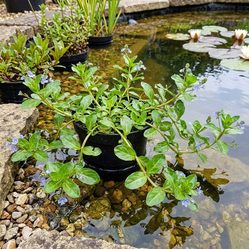 1 Litre Brooklime Pond Plant – Veronica Beccabunga, 20cm Height