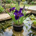 Purple Iris Louisiana aquatic plant, 3L pot