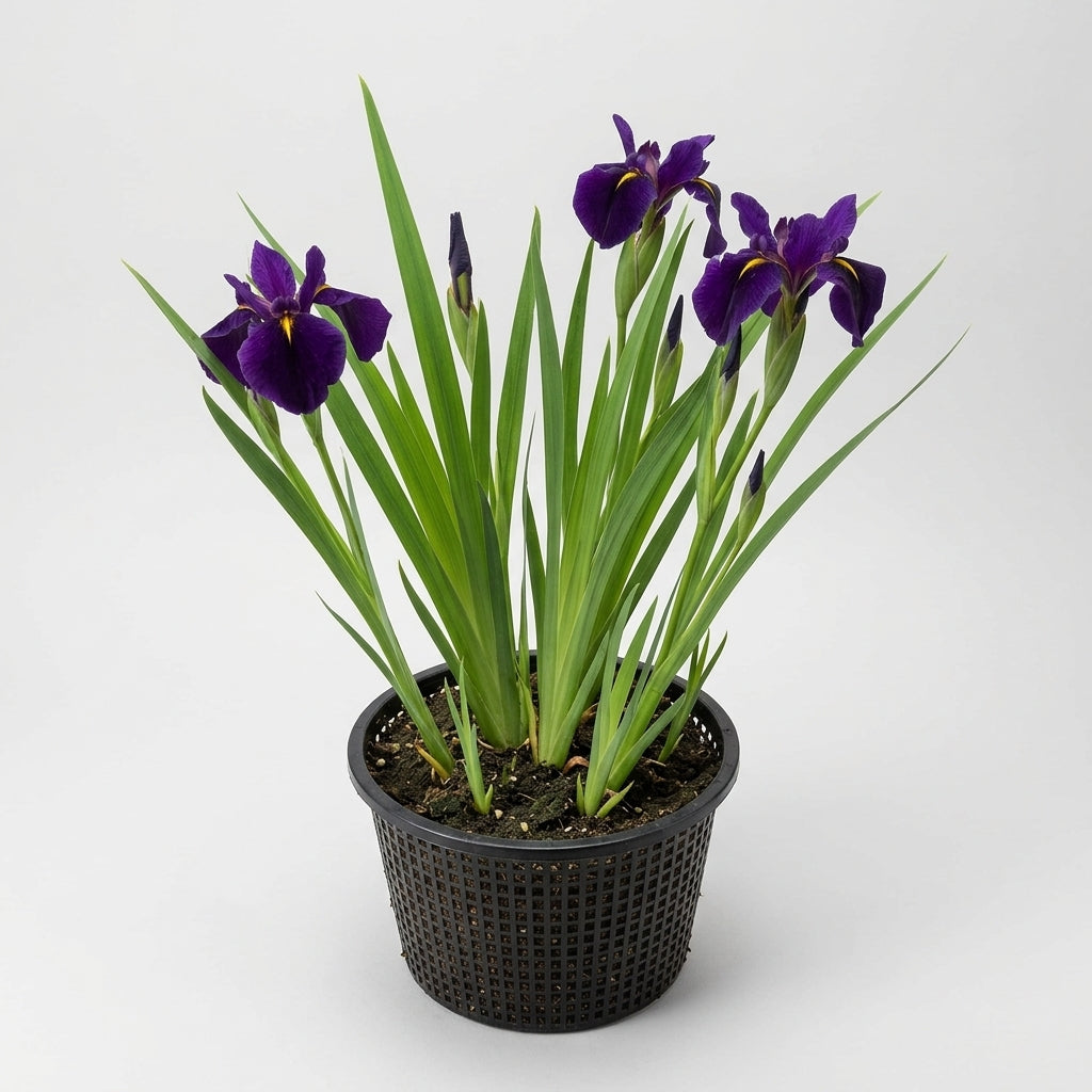 Purple Iris Louisiana aquatic plant, 3L pot (view 2)