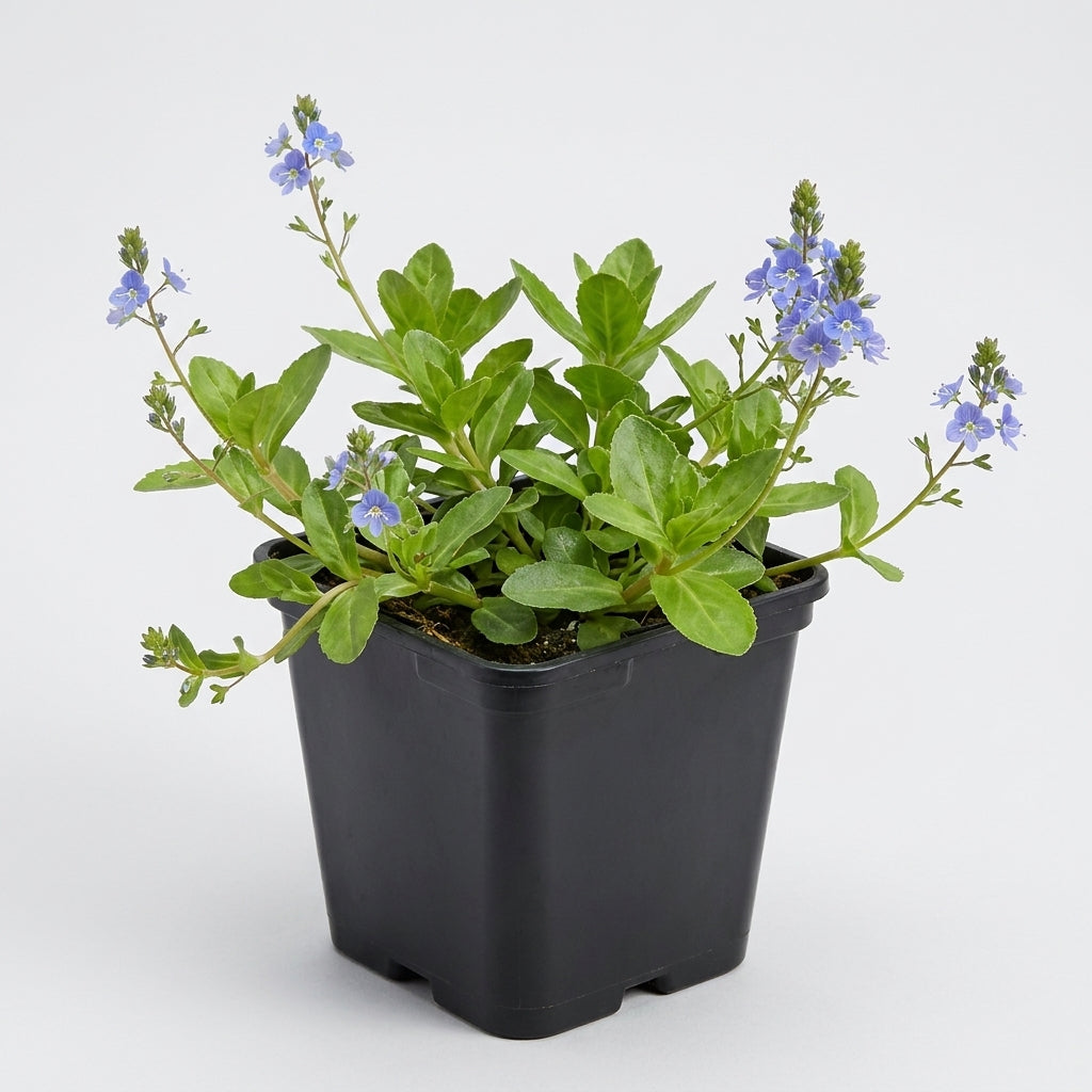 1 Litre Brooklime Pond Plant – Veronica Beccabunga, 20cm Height (view 2)