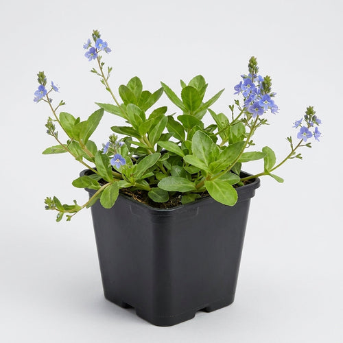 1 Litre Brooklime Pond Plant – Veronica Beccabunga, 20cm Height (view 2)