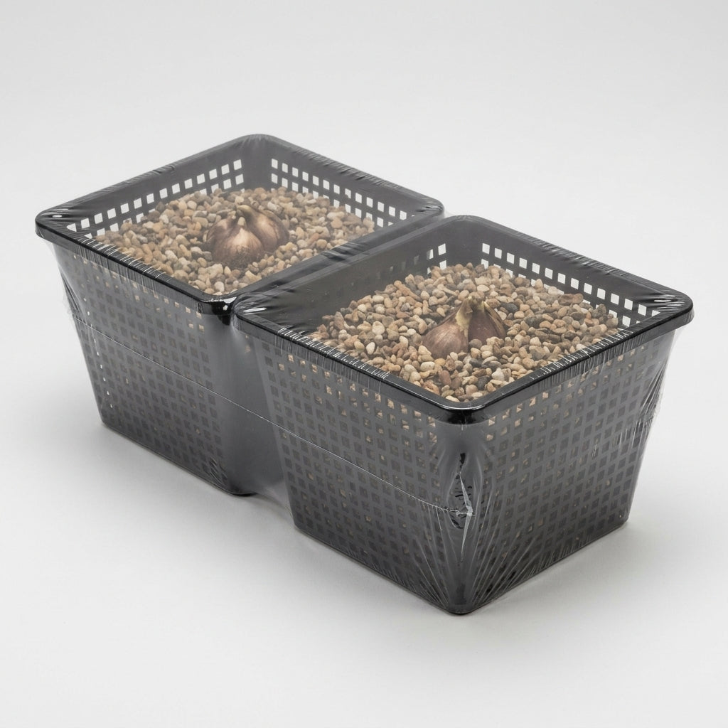 19cm Iris Pond Plant Basket Set – Yellow Flowers, Twin Pack (view 2)