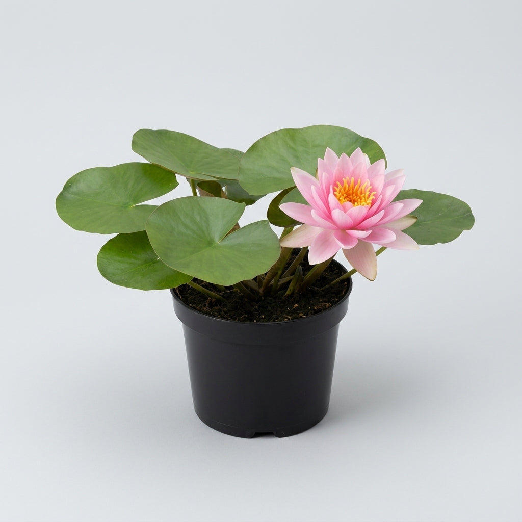 Pink double-flower water lily, 1L pot, 100-150cm spread (view 2)
