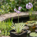 1 Litre Tulbaghia Violacea Variegated Society Garlic Plant