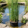1 Litre Equisetum Hyemale Pond Plant – Up to 120cm Height