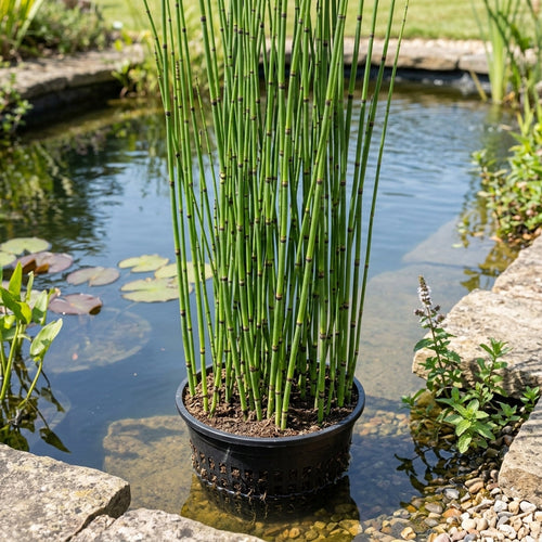 1 Litre Equisetum Hyemale Pond Plant – Up to 120cm Height